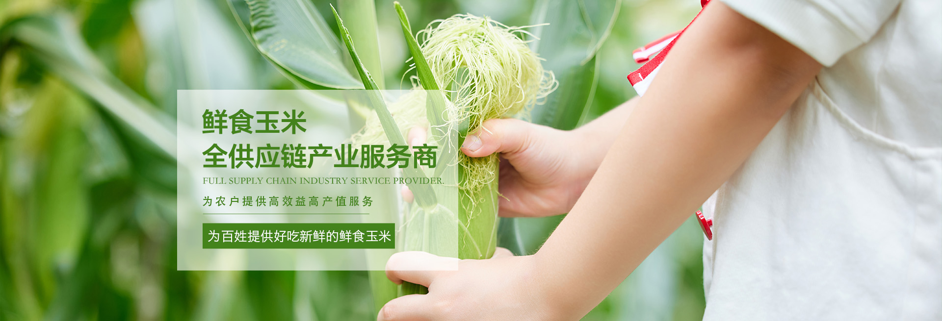 小九直播平台